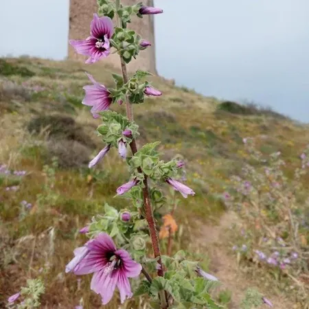 Ulivi 17 Апартаменты *